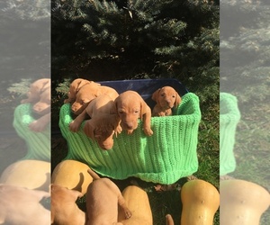 Vizsla Puppy for sale in CASHTON, WI, USA