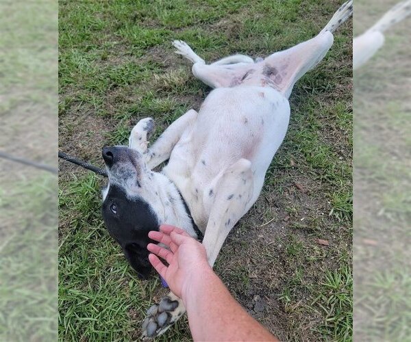 Medium Photo #4 Canaan Dog-Unknown Mix Puppy For Sale in Anniston, AL, USA