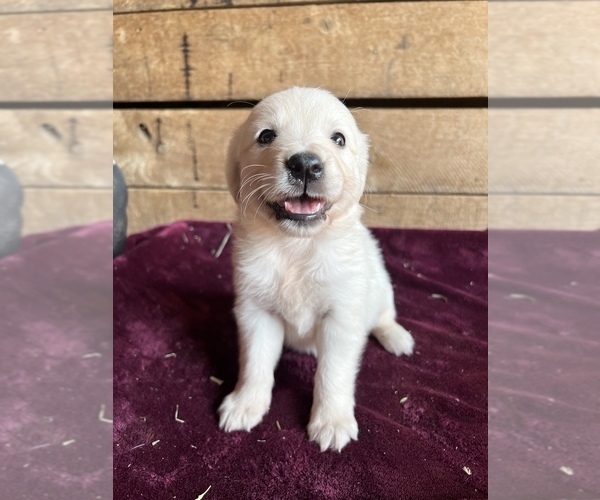 Medium Photo #18 English Cream Golden Retriever Puppy For Sale in FREDERICK, MD, USA
