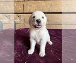 Small Photo #18 English Cream Golden Retriever Puppy For Sale in FREDERICK, MD, USA