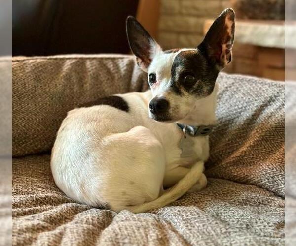 Medium Photo #2 Chihuahua-Unknown Mix Puppy For Sale in Minneapolis, MN, USA