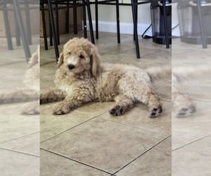 Goldendoodle Puppy for sale in BATON ROUGE, LA, USA