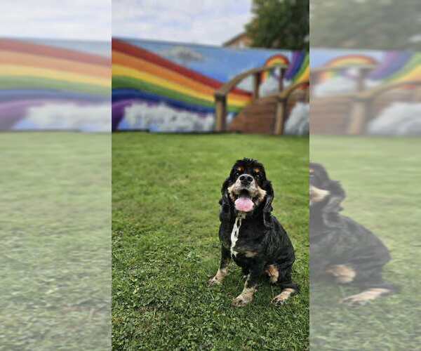 Medium Photo #1 Cocker Spaniel Puppy For Sale in Springdale, PA, USA