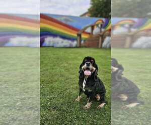 Cocker Spaniel Dogs for adoption in Springdale, PA, USA