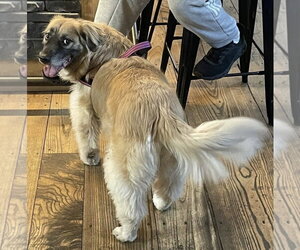 Golden Retriever-Unknown Mix Dogs for adoption in Germantown, OH, USA