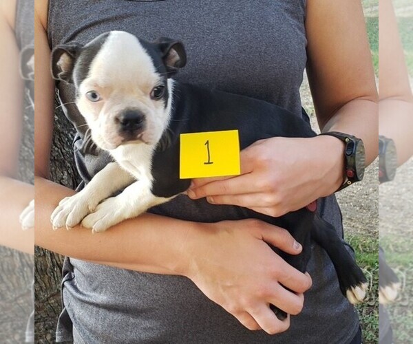 Medium Photo #3 Boston Terrier Puppy For Sale in CALDWELL, TX, USA