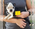 Small Photo #3 Boston Terrier Puppy For Sale in CALDWELL, TX, USA