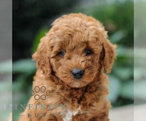 Goldendoodle (Miniature) Puppy for Sale in LEOLA, Pennsylvania USA