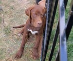 Puppy Remington Dogue de Bordeaux-Labrador Retriever Mix