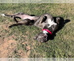 Small #18 Blue Lacy Mix