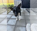 Small #5 Chihuahua Mix