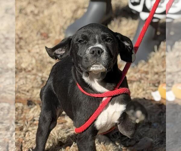 Medium Photo #2 Labrador Retriever-Unknown Mix Puppy For Sale in Yardley, PA, USA