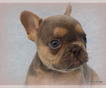 Small Photo #18 French Bulldog Puppy For Sale in WINNSBORO, TX, USA