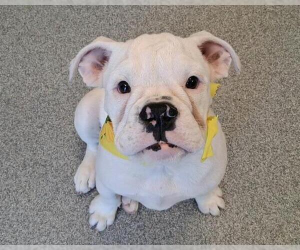 Medium Photo #1 Bulldog Puppy For Sale in Orange, CA, USA