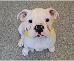 Bulldog Dogs for adoption in Orange, CA, USA