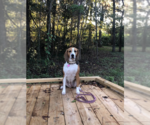 Small Photo #3 Beagle-Unknown Mix Puppy For Sale in Valrico, FL, USA