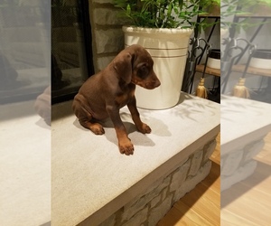 Doberman Pinscher Puppy for sale in ASHLEY, OH, USA