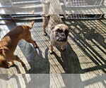 Small #4 Pug