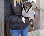 Small Photo #3 Chiweenie Puppy For Sale in St. Louis Park, MN, USA