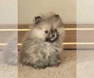 Medium Pomeranian