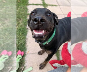 Violet - Female Labrador Retriever-Unknown Mix Dog for Adoption - Photo #3