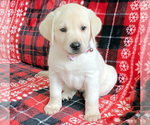 Small Photo #7 Labrador Retriever Puppy For Sale in PALM COAST, FL, USA