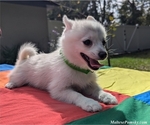 Puppy Maggie Pomsky