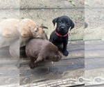 Small Photo #4 Labrador Retriever Puppy For Sale in COLFAX, CA, USA