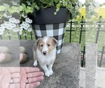 Small Photo #4 Shetland Sheepdog Puppy For Sale in GREENCASTLE, IN, USA