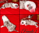 Puppy Puppy 7 American Bully