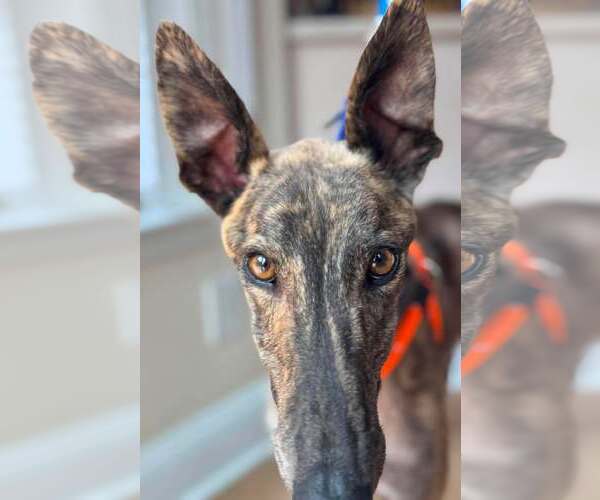 Medium Photo #2 Greyhound Puppy For Sale in Cherry Hill, NJ, USA