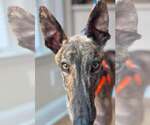 Small #1 Greyhound