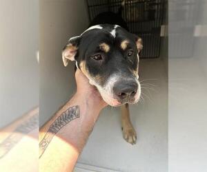American Pit Bull Terrier-Unknown Mix Dogs for adoption in Houston, TX, USA