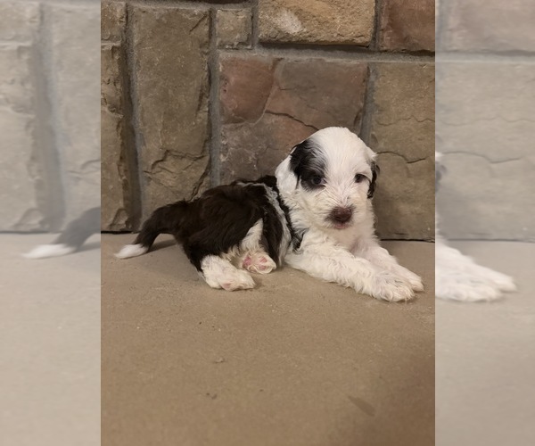 Medium Photo #5 Portuguese Water Dog Puppy For Sale in SWARTZ CREEK, MI, USA