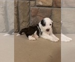 Small #4 Portuguese Water Dog
