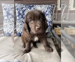 Small Photo #2 Newfoundland Puppy For Sale in ELLIJAY, GA, USA