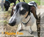 Small #11 Dachshund Mix