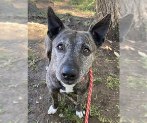Rat Terrier-Unknown Mix Dogs for adoption in Sacramento, CA, USA