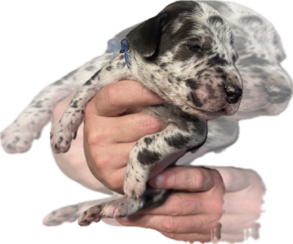 Medium Photo #1 Great Dane Puppy For Sale in WILLIS, TX, USA