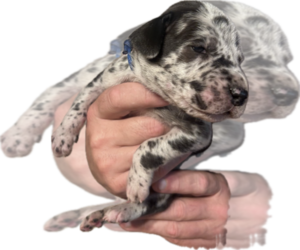 Medium Great Dane