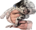 Puppy Sumi Great Dane
