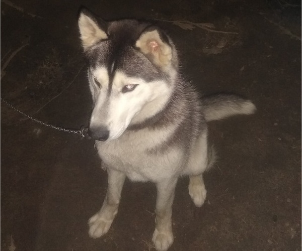 Medium Photo #1 Akita-Siberian Husky Mix Puppy For Sale in MILLINGTON, MD, USA