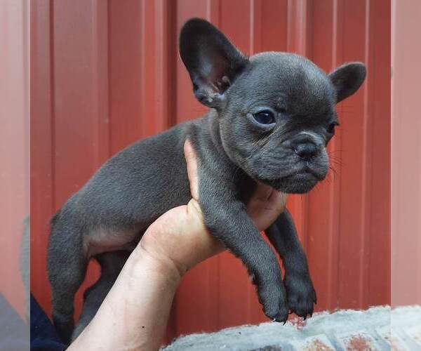 Medium Photo #2 French Bulldog Puppy For Sale in COTTAGEVILLE, SC, USA