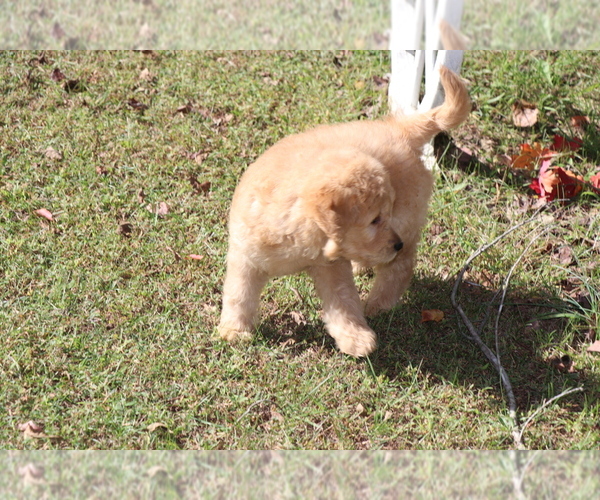 Medium Photo #7 Goldendoodle Puppy For Sale in BRIGHTON, MO, USA