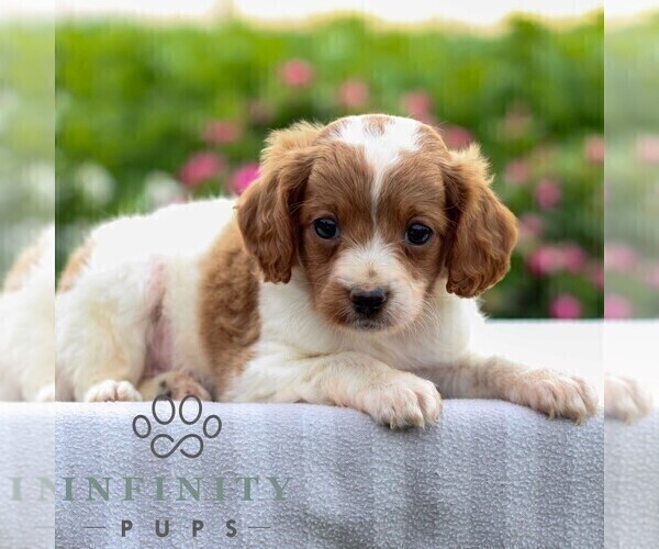 Medium Photo #1 Cavapoo Puppy For Sale in LEOLA, PA, USA