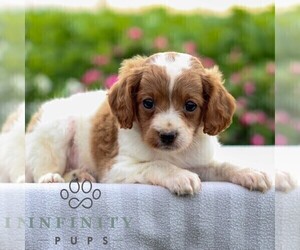Cavapoo Puppy for sale in LEOLA, PA, USA