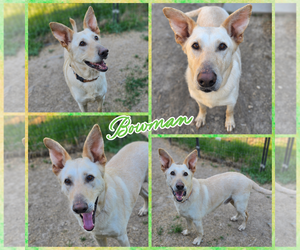 German Shepherd Dog Dogs for adoption in Blacksburg, SC, USA