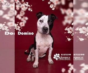 American Pit Bull Terrier-Unknown Mix Dogs for adoption in Riverside, CA, USA