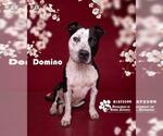 Small American Pit Bull Terrier Mix