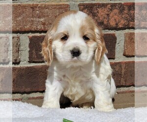 Cocker Spaniel Puppy for sale in EPHRATA, PA, USA